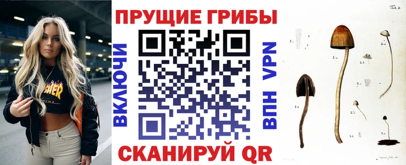 Псилоцибиновые грибы Psilocybine cubensis  Курган 