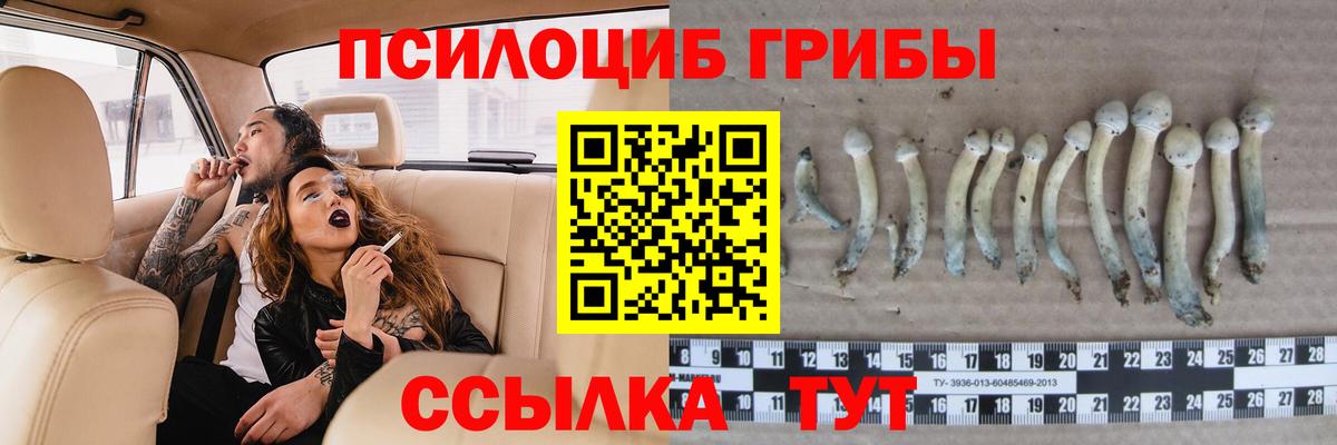 Курган  Псилоцибиновые грибы Psilocybine cubensis  Вход с VPN 